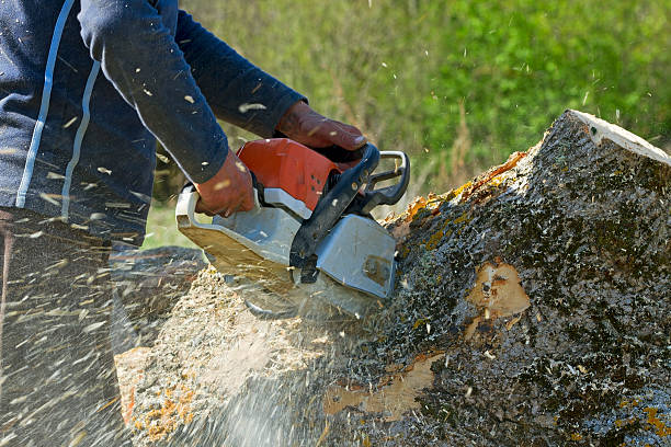 Best Tree Root Removal  in USA